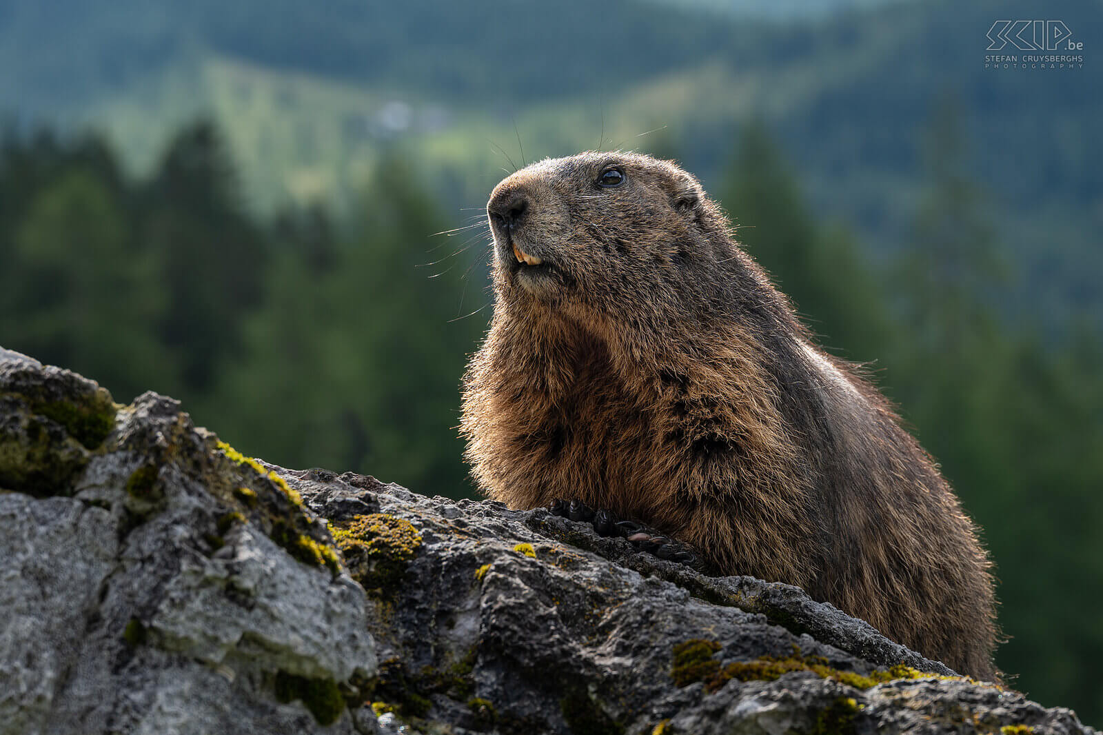 Bachalm - Alpine marmot Close-up of an alpine marmot (Marmota marmota). The alpine marmot feeds on grasses, herbs and sometimes it also eats flowers, unripe fruits and roots. It is a diurnal animal that lives in a family group in a deep, extensive tunnel system, a castle. Stefan Cruysberghs